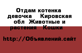 Отдам котенка( девочка) - Кировская обл. Животные и растения » Кошки   